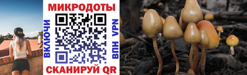 МЕГА онион  Каневская  Псилоцибиновые грибы Cubensis 